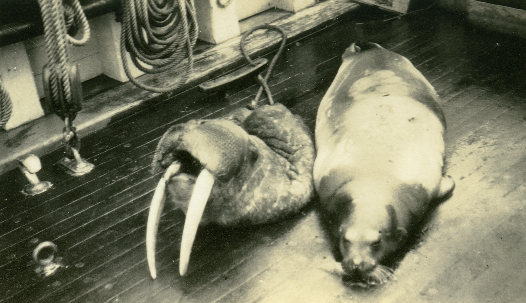 Hunted walruses