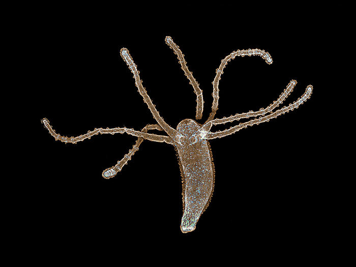 Hydra 