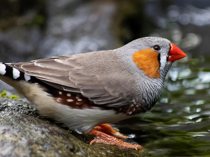 Finch
