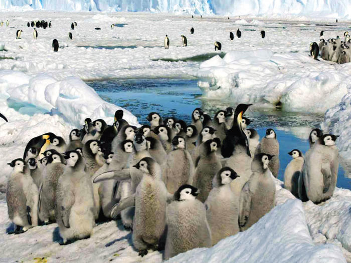 Emperor penguins in Antarctica 