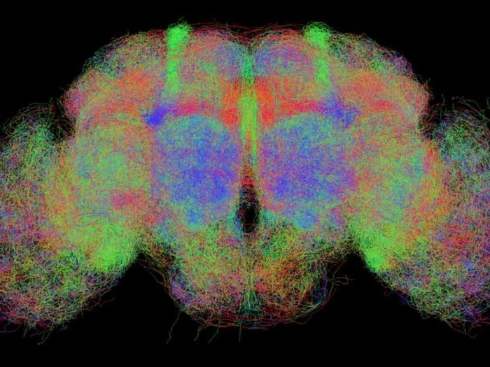 AI_Brain