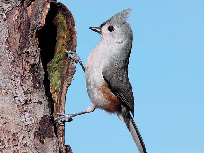 a Tufted Titmouse