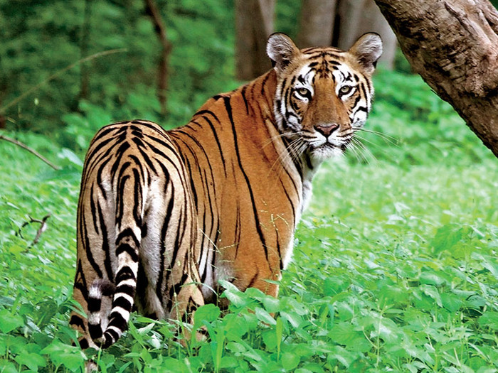A tiger