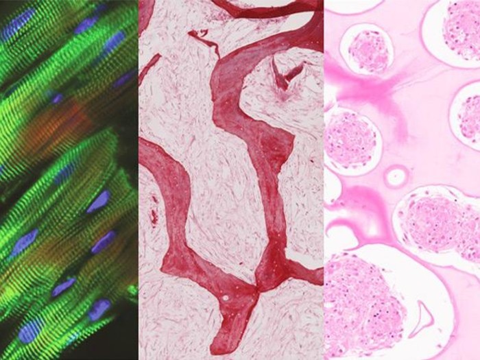 microscope-visualizations