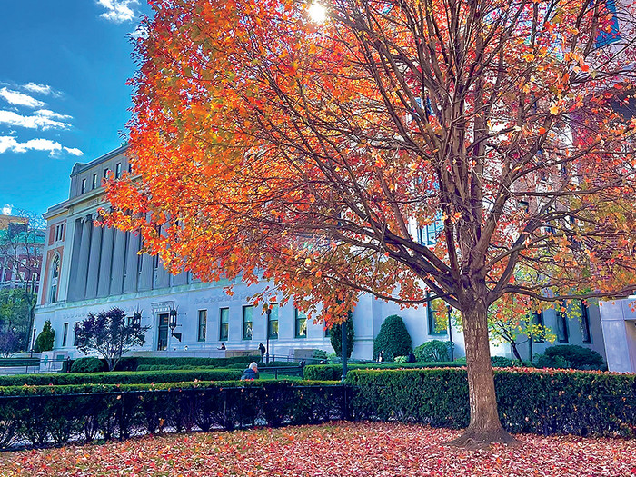 A tree with fall foliage in front of Butler Library at Columbia