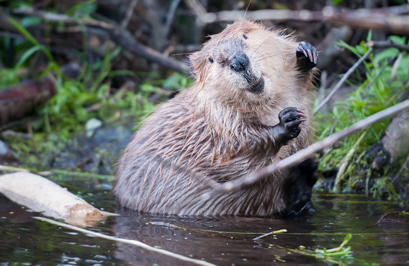A beaver