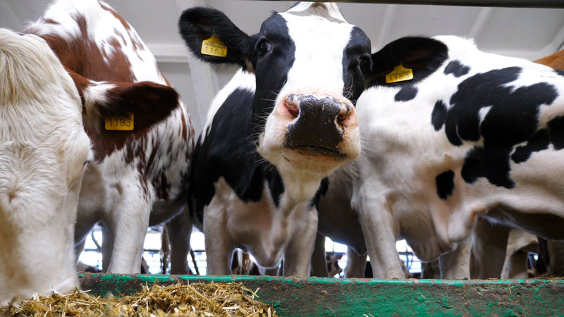 Cows eating