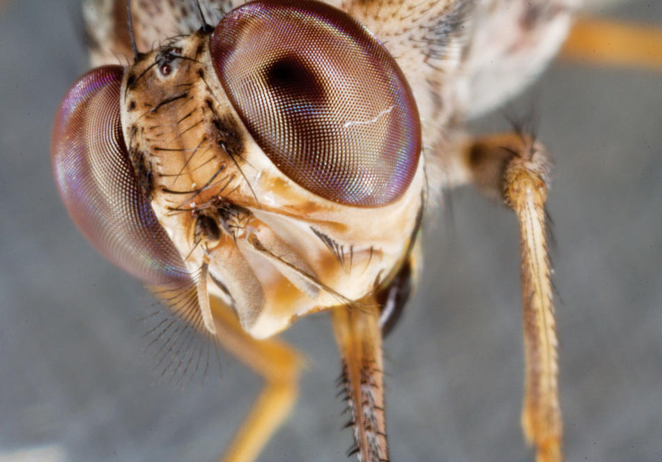 Tsetse Fly