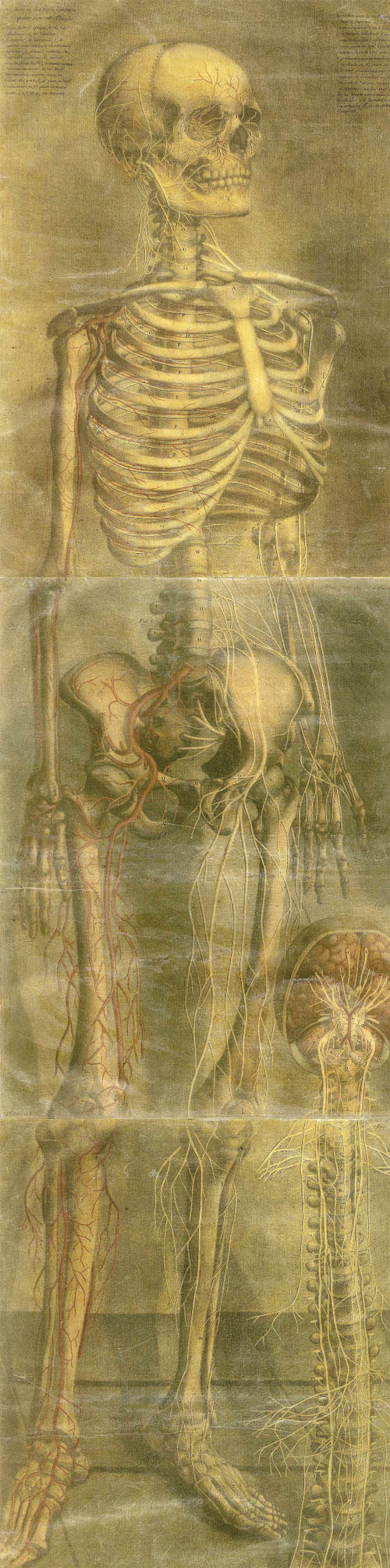Four-color mezzotint skeleton by anatomy illustrator Jacques Fabian Gautier d'Agoty, from the mid-18th century