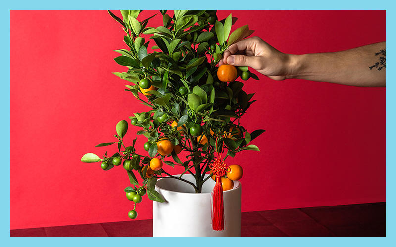 2020_GG_Via-Citrus