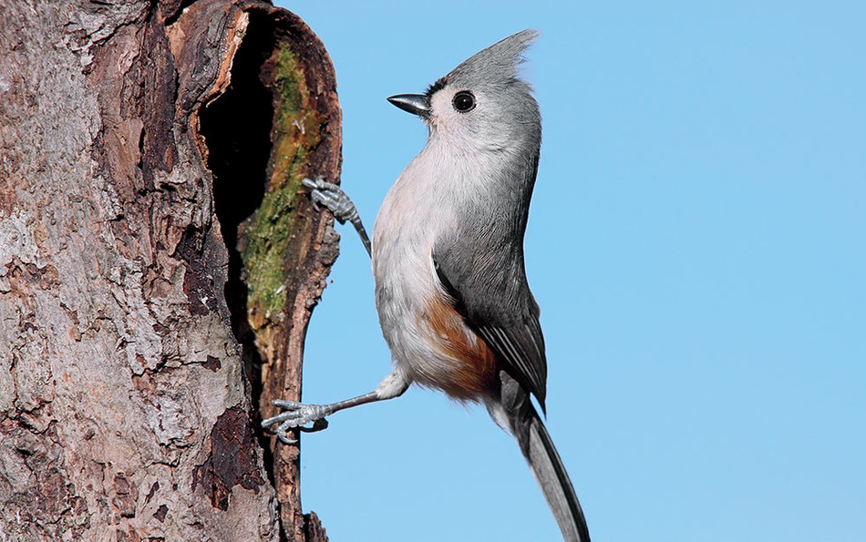 a Tufted Titmouse