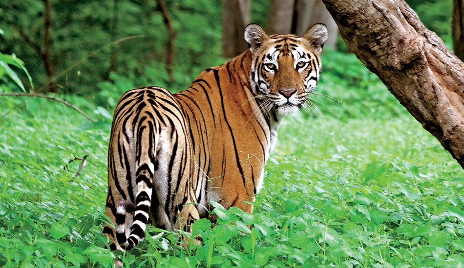 A tiger